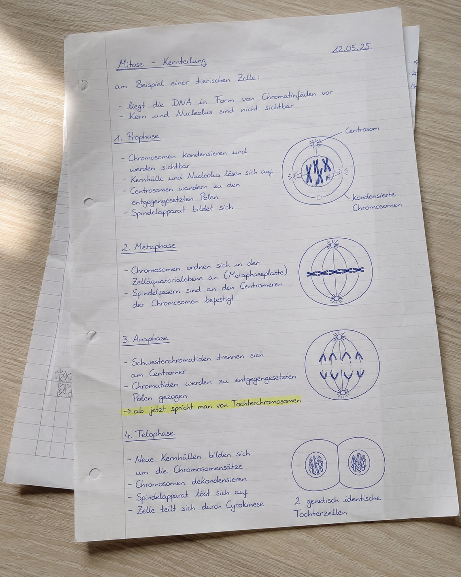 Handschriftliche Biologie-Notizen zur Mitose